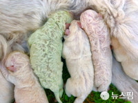 [사진] 이탈리아서 태어난 녹색 털 강아지