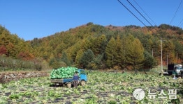 가을배추 출하로 분주한 봉화 석포마을