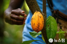 [사진] 코트디부아르 농장의 카카오 열매