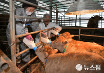 소의 해 장수서 한우 세쌍둥이 탄생