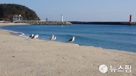 울진 직산 앞바다 볕바라기 하는 갈매기들