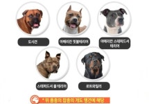 강릉시, 맹견 책임보험 가입 의무화 적극 홍보