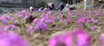 거창군 건계정 산책로 꽃잔디 조성