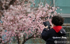 매화꽃에 빠져드는 여심