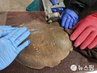 경북도 동해안 황금어장 신화 복원 총력
