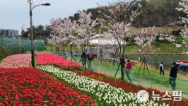 [포토스토리] 목포 삼학도의 봄…꽃에 취하고 봄에 반하다
