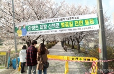 안양천 제방산책로 벚꽃길 전면 통제