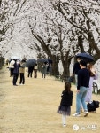 봄비 속 하회마을 만송정 벚꽃길 상춘객 이어져