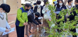 영덕 영해중학교 나무에 얽힌 이야기 신비롭고 재밌어요
