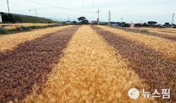 포항 호미반도 물들이는 유색보리 경관단지