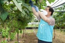 주말 포도밭에서 일손 돕는 송기섭 진천군수