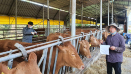 고흥한우 명품화…고흥군 유전체 개량사업 큰 호응