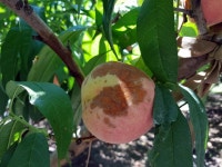 청도복숭아 탄저병 발생 우려...경북농업기술원, 철저 방제 당부