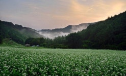 청주 낭성 추정리에 2만2148㎡ 메밀꽃 밭 조성...이달말 만개