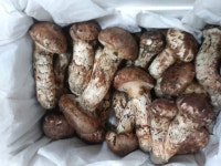 소백산 송이 어떤 맛일까...단양 송이 직거래장터 운영