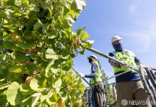 서울시, 은행나무 열매 조기 채취...악취 제거