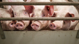 [A주 시황LIVE] 양돈 섹터 상승세, 목원식품 2%↑