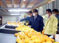 태추 단감 선별 김준성 영광군수 농업 기술 보급 주력