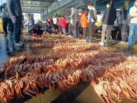겨울 최고의 맛 영덕대게 2일 첫 위판...마리당 8만~11만원대