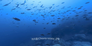 수산과학원 독도 수중생태계 체험 VR 제작