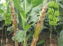 신안군 비금·도초 아열대 과수 메카로 육성