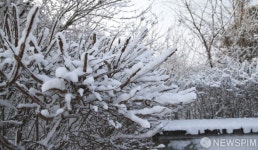 눈꽃이 활짝 피었습니다