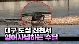[영상] 대구 도심 신천서 잉어사냥하는 수달