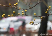 빗방울 머금고 봄기운 전하는 산수유 꽃