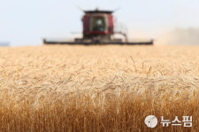 전쟁에 멈춘 우크라 밀밭...세계 식량대안 찾기 나서