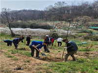 전주시, 인후공원 불법 경작지에 은행나무 100여 그루 식재