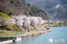 벚꽃 만개한 증평 삼기저수지