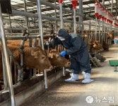 보은군 소염소 4만5000마리 구제역 예방 접종