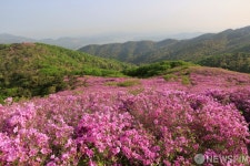 일림산 분홍 철쭉 개화...주말쯤 만개
