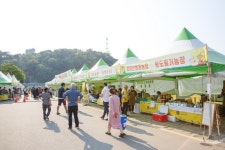 장성 황룡강 노란꽃장터, 축제기간 6000만원 수익