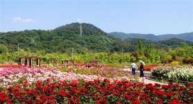 부산시, 해운대수목원 장미원·허브길 정비 마무리