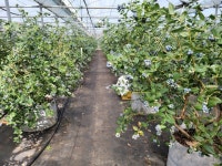 제주, 블루베리 전문농업인 양성 교육생 80명 모집