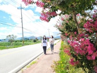 남원시 금지면 배롱나무 만개...11㎞ 구간 1500그루