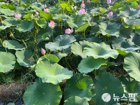 전주 덕진공원서 16~17일 연꽃문화제 개최