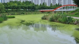 오폐수 관리 문제 없다더니...안산천·화정천 녹조현상 왜?