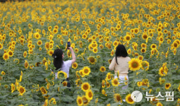 인생샷은 이곳에서~ 수원탑동시민농장 해바라기의 유혹 [뉴스핌 줌인]