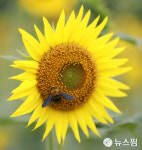 인생샷은 이곳에서~ 수원탑동시민농장 해바라기의 유혹 [뉴스핌 줌인]