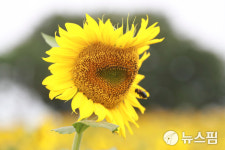 인생샷은 이곳에서~ 수원탑동시민농장 해바라기의 유혹 [뉴스핌 줌인]