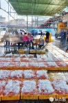 태풍 생채기 딛고 활기 되찾는 울진 죽변항