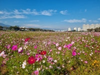 진천 백곡천 일대 코스모스 활짝...가을정취 물씬