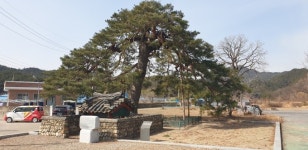 문화재청, 천연기념물 행곡리 처진소나무 종자 보존