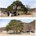 울진산불때 위협받은 울진 행곡리 처진소나무 종자 영구 보존