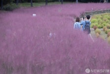 핑크뮬리에 취한다