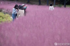 핑크빛 만발