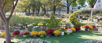 국화 향 그윽한 경산 남천둔치 산책길