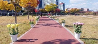 국화 향 그윽한 경산 남천둔치 산책길